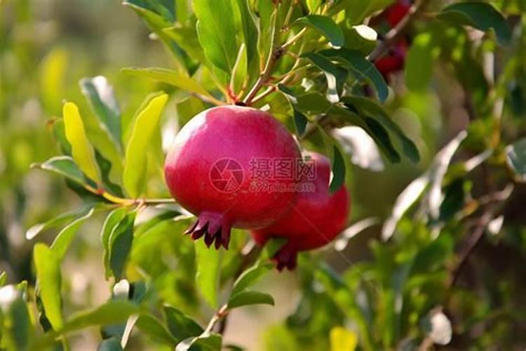 花卉石榴树的养殖方法(石榴花树怎么养)