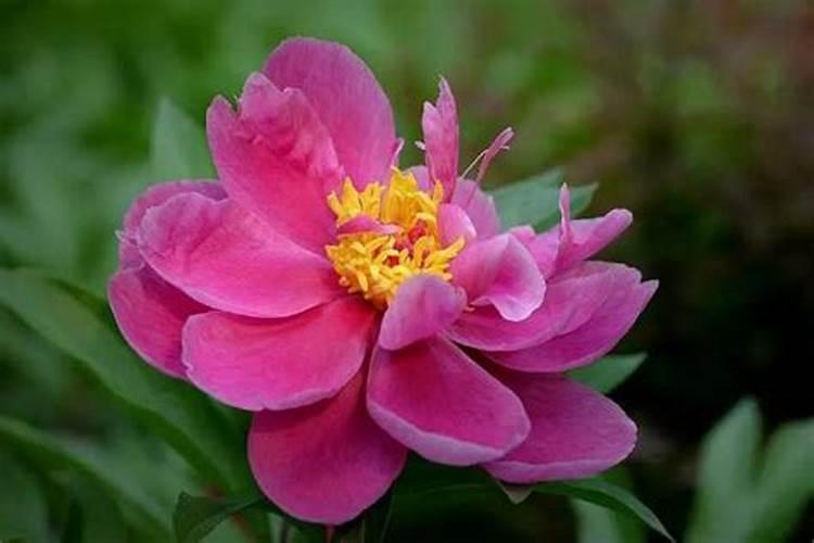 芍药花施什么肥好