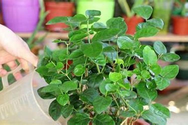 茉莉底肥放什么肥好(底肥施用方法)