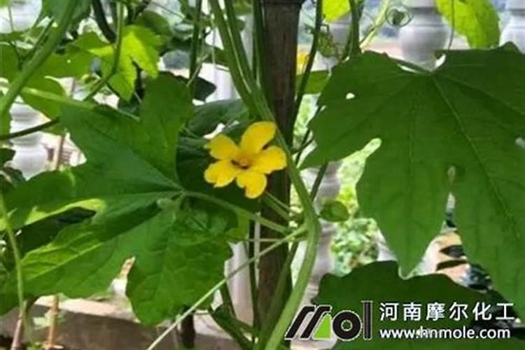 苦瓜如何施肥