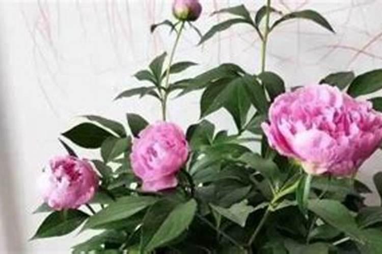 送女朋友花 能送一大束满天星么 没有别的花 可以么？