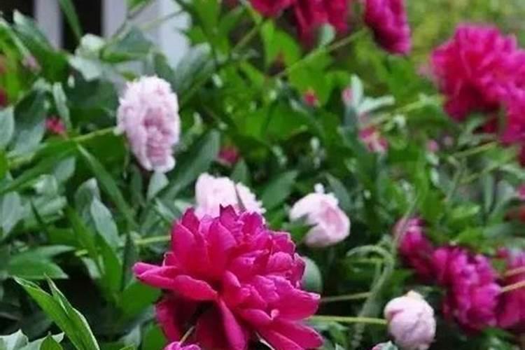 芍药花施什么肥好
