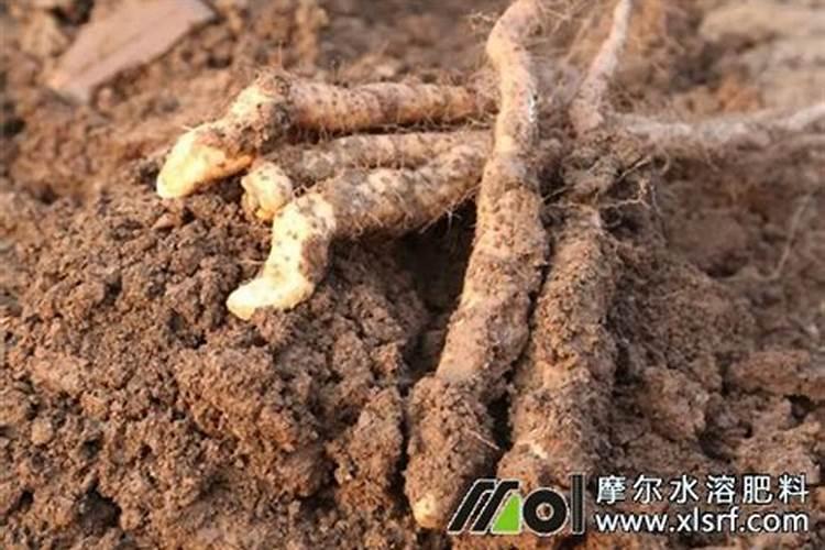 山药的需肥特点是什么？种植山药应该如何施肥？