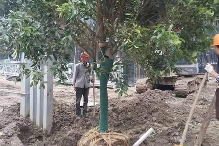 桂花树上什么肥料好