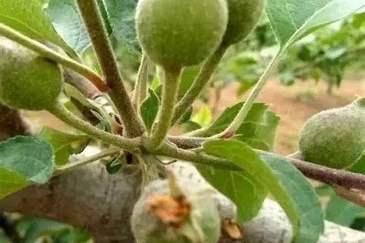 橄榄树追肥用什么肥料好
