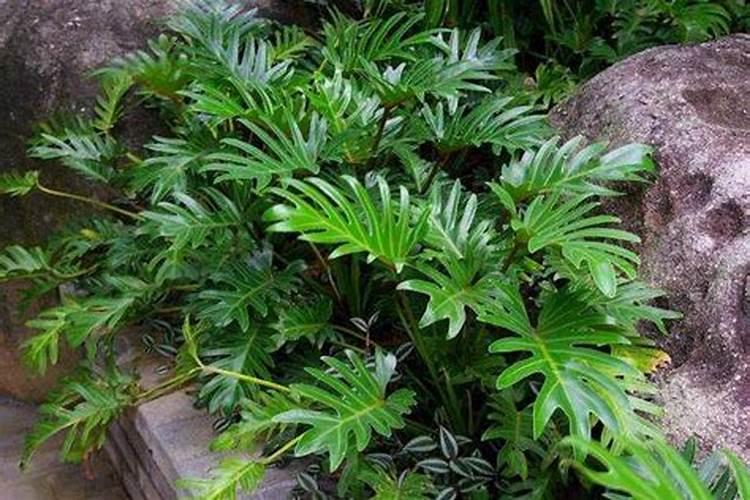 龙鳞春羽一直不长新芽