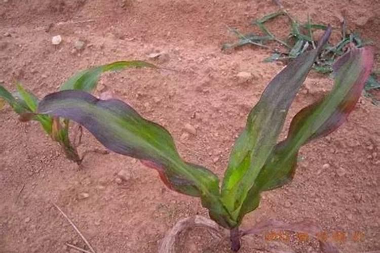 植物根系不发达,这是缺什么肥料造成的？