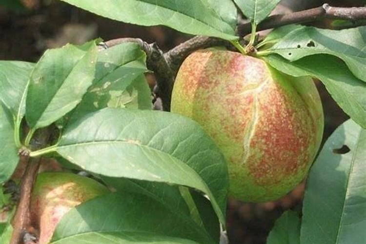 桃子成熟前多少天施钾肥