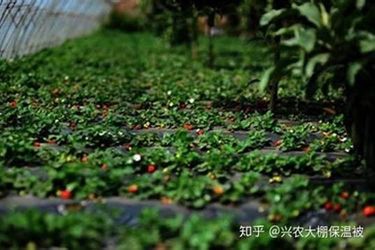草莓高钾肥的使用方法 草莓高钾肥如何使用