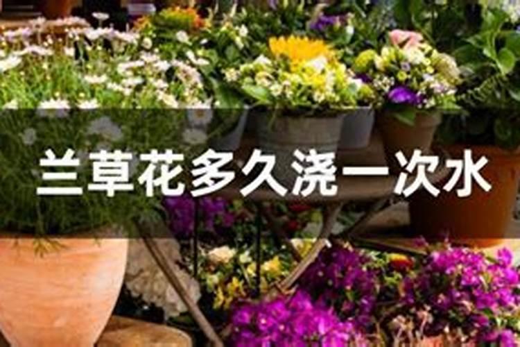 含羞草怎么浇水施肥