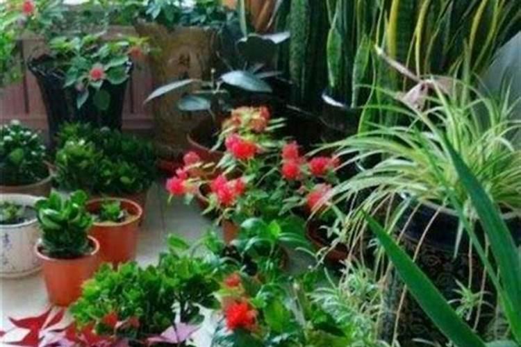 花多久施肥一次 养花多久施一次肥