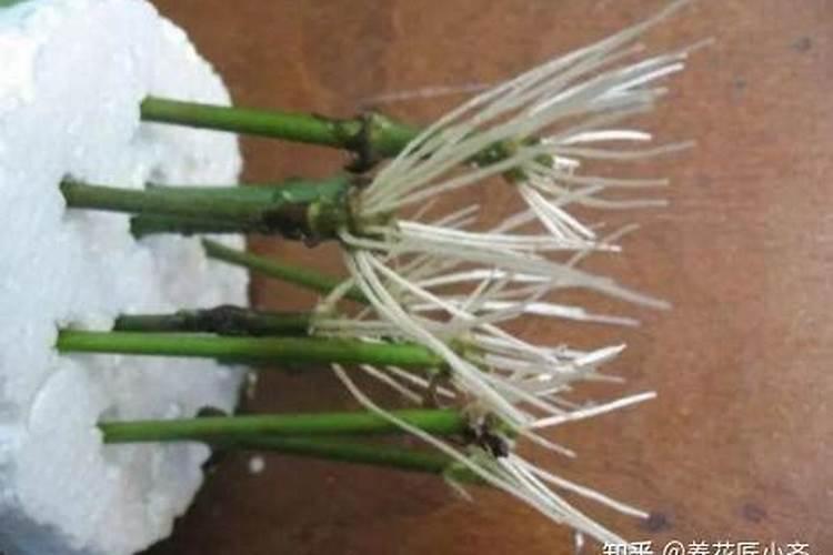 脐橙木叶尾巴一点黄色缺什么？