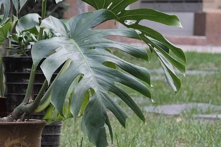 龟背竹怎么施肥 用什么肥料好