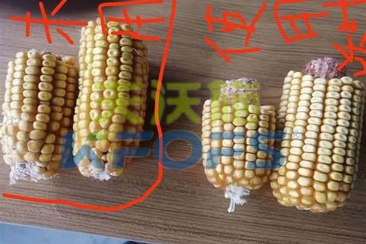 聚谷氨酸对根系的作用