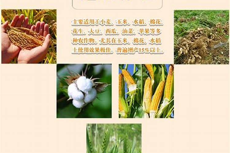 玉米专用肥含什么成分