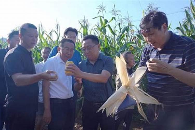 种植土豆用什么化肥