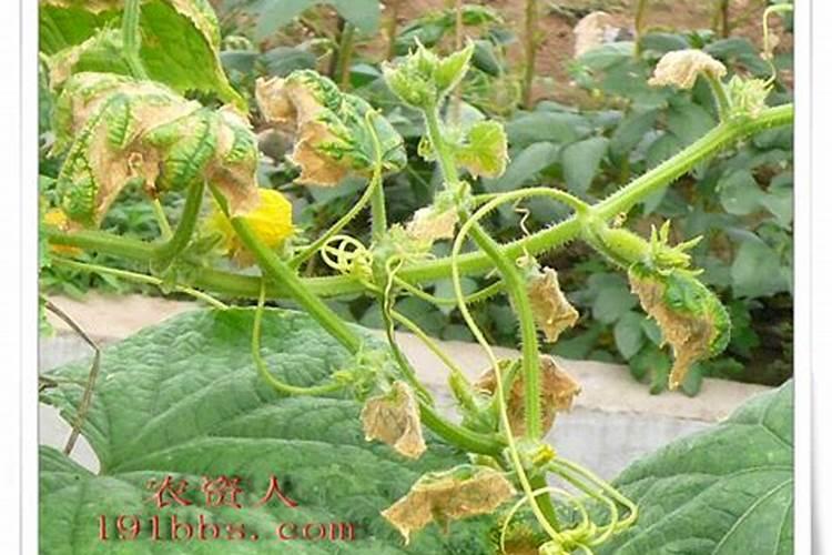 大棚芸豆花期土壤干旱怎么办？