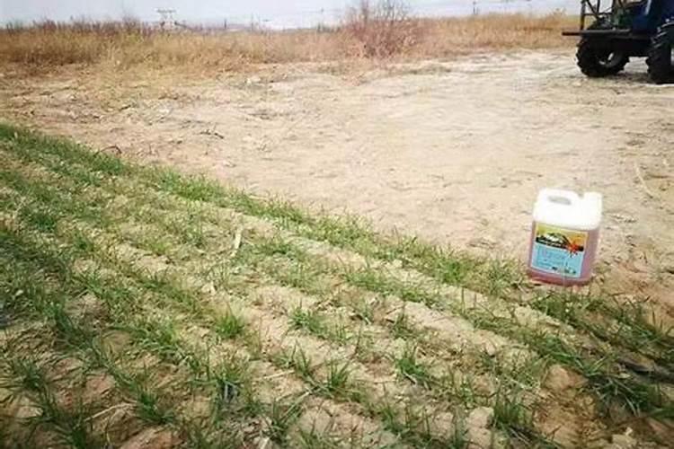 五指毛桃种子催芽法,怎么自己用湿细沙跟种子混在一起十多天都不发芽...