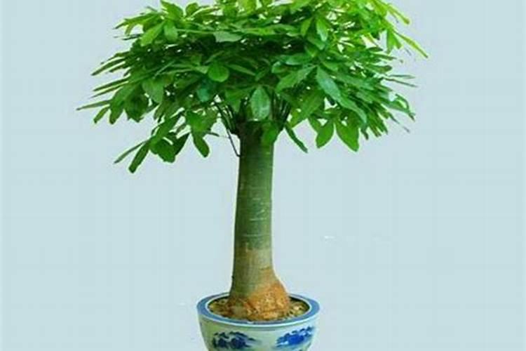 桃叶很茂盛,桃子长不大怎么办？