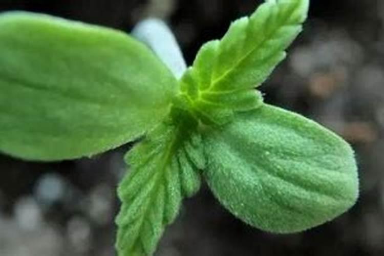 茉莉花叶子变黄可以用氨基酸花肥吗？