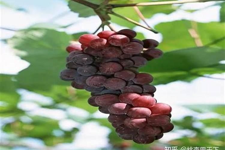 葡萄萌芽期施什么肥 葡萄萌芽期施什么肥好