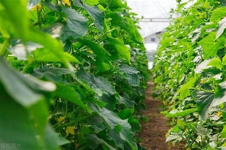 磷酸二氢钾能和叶面肥一起使用吗