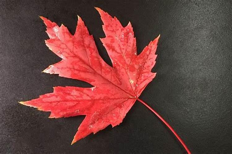 糖槭树的树干中含有哪些物质？