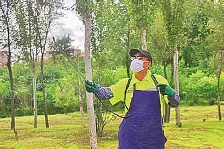 糖槭树的简介,还有糖槭树花