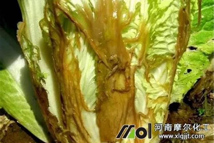 黄瓜喷醋好还是喷小苏打好