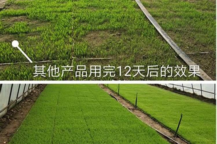 乒乓菊越长越高怎么办