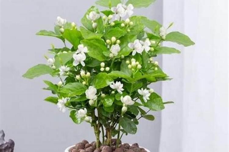 茉莉花夏天怎么养