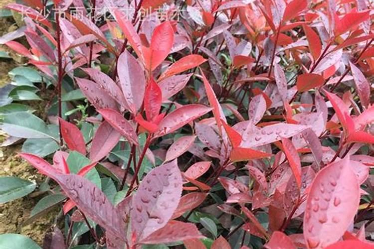 红叶石楠怎样种植成活率高