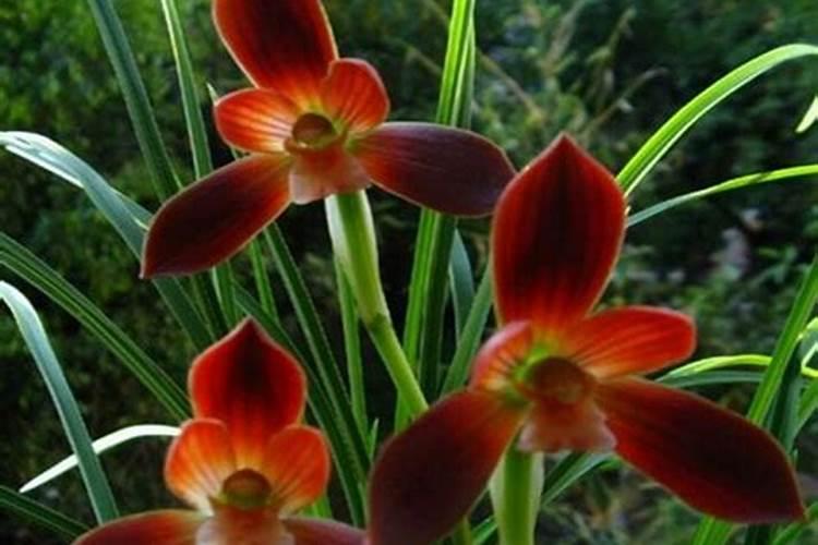 春兰花期多长时间 从花苞到开花要多久