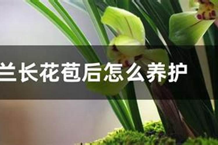 兰花磷酸二氢钾什么时候用最好