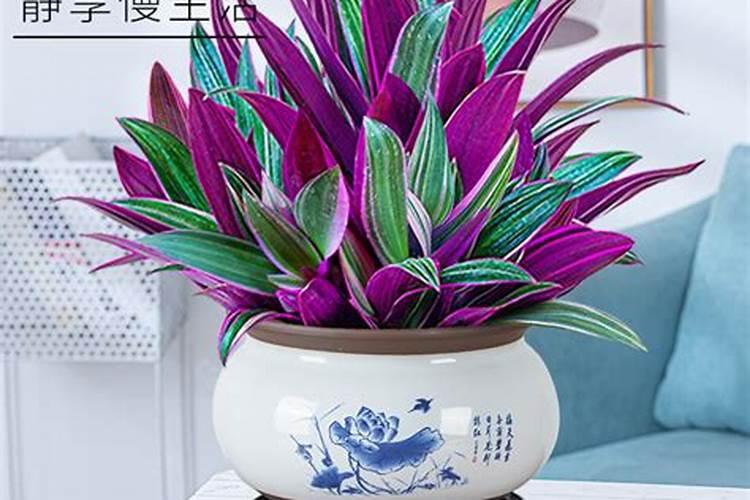 观叶植物施肥要多氮吗