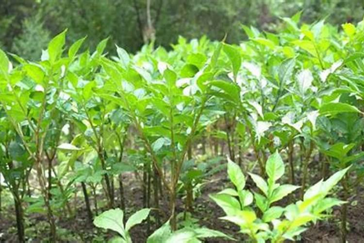 种魔芋用什么肥料