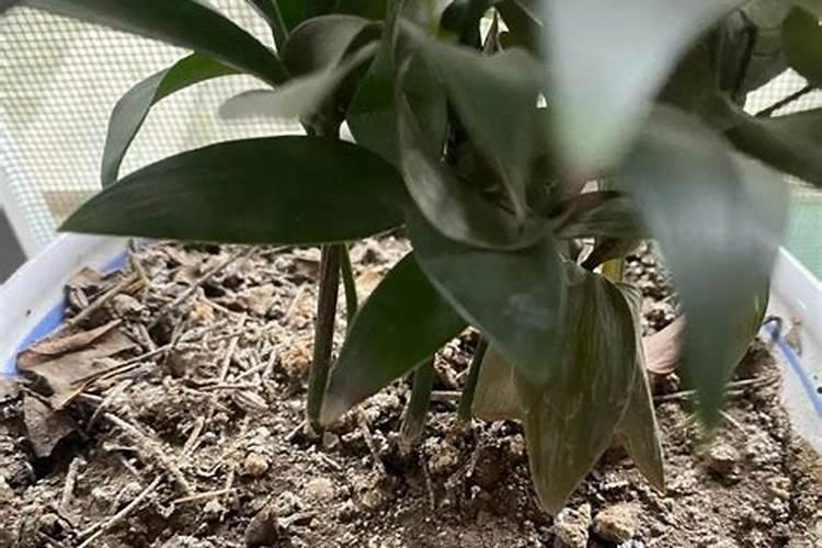 樱桃树在栽种之前,樱桃园的土该如何处理？