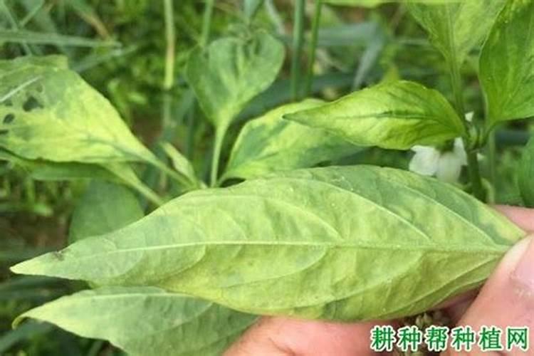 辣椒缺肥会有什么症状？如何正确施肥？