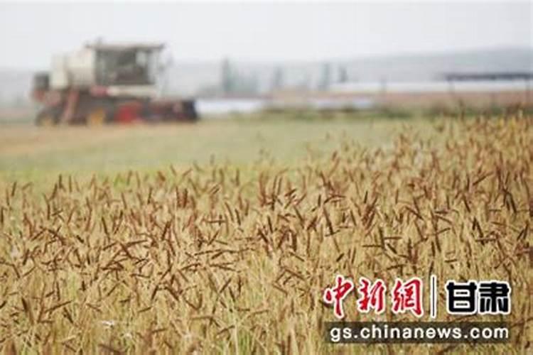 我想知道小麦病虫害的防治方法,不管小麦还是玉米出苗后会慢慢发黄,麦根...