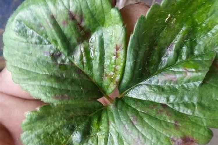 盆栽种植草莓用什么肥料好