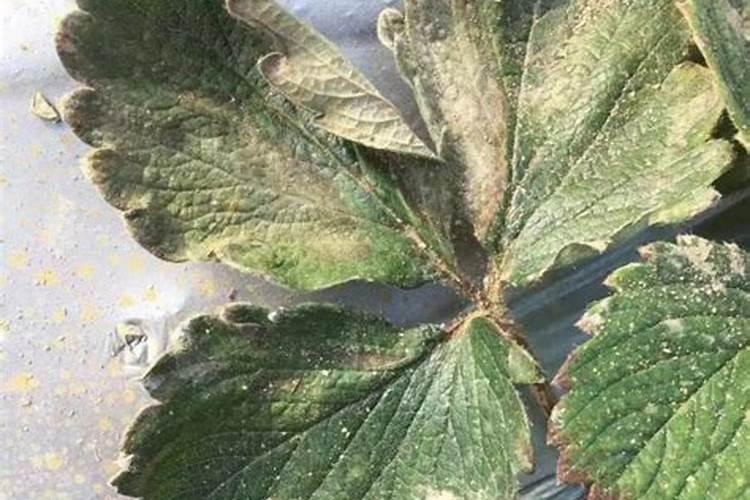 草莓用什么叶面肥