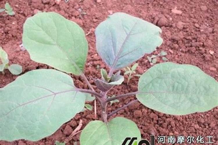茄子幼苗什么时候施肥