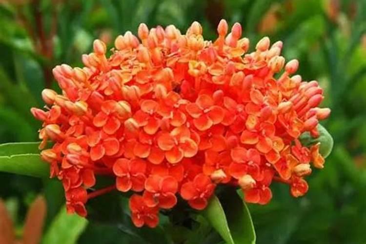 龙船花花谢后怎么处理
