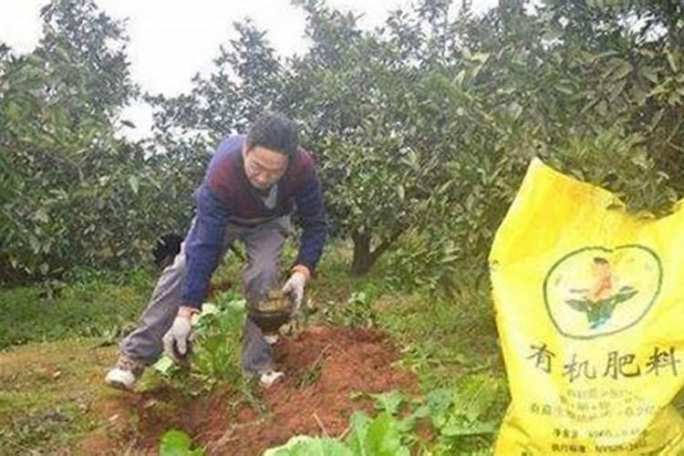 柑橘根部腐烂如何挽救？