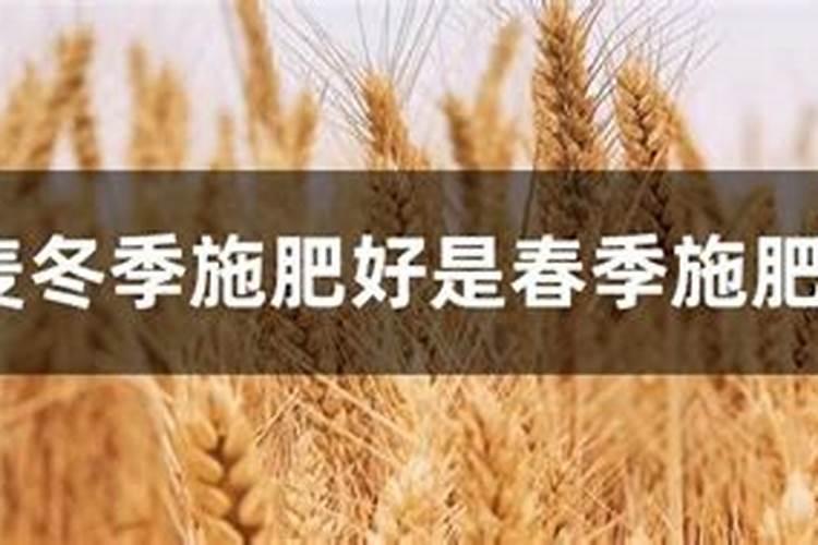 水培巴西木怎么养殖才能更旺盛