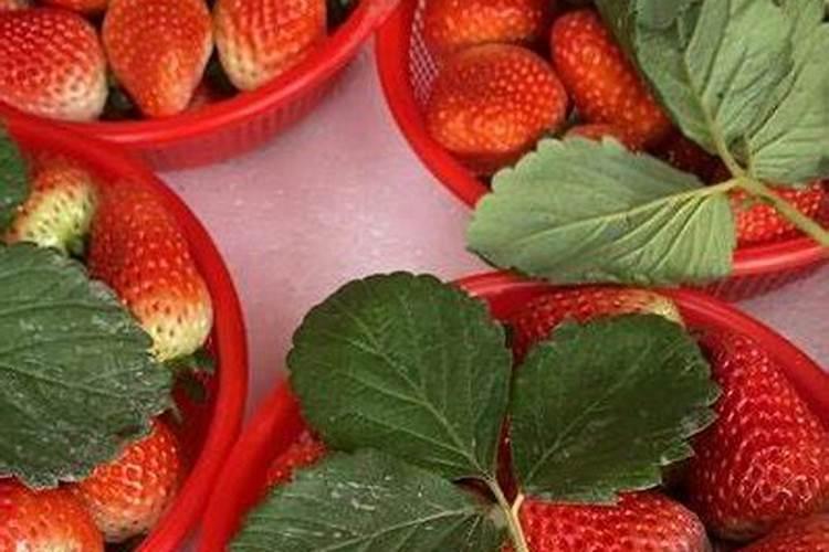 小葱放时间久了发黄还能不能吃？