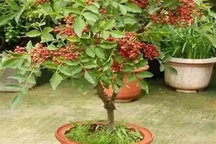 请问花椒树这是什么情况