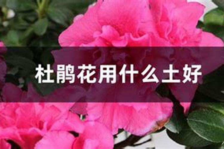 杜鹃花施什么肥最好