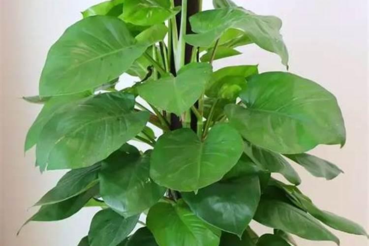 大盆绿萝的养殖方法和注意事项