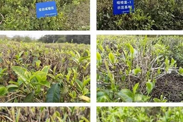 茶叶叶面肥什么时间吸收最好？
